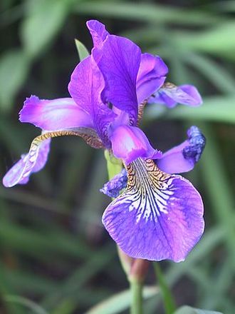 Purple Iris ~ Macro