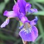 Purple Iris ~ Macro