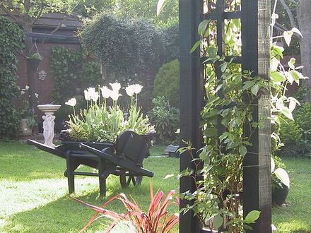 White Tulips in a wheel barrow ~ Pergola
