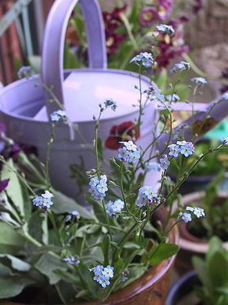 Forget me not ~ by Simon Knott ;-) (forge)