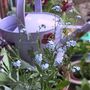 Forget me not ~ by Simon Knott ;-) (forge)