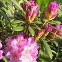 Rhododendron ~ bright pink petals :-)