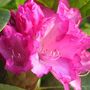 Rhododendron ~ bright pink petals ~ Macro !