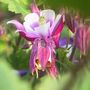 AQUILEGIAS (AQUILEGIAS)