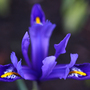 Blue Iris ~ Macro