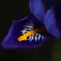 Blue Iris ~ Macro