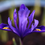 Blue Iris ~ Macro