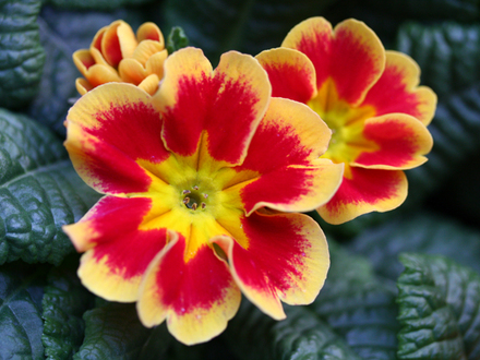 Red and Yellow Primrose ~ February 2008