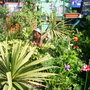 A garden flower photo