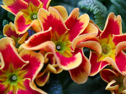 Red and Yellow Primrose ~ Early Spring