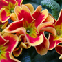 Red and Yellow Primrose ~ Early Spring