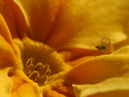 Aphid on yellow Primrose ~ Can you ID please ?