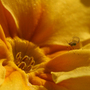 Aphid on yellow Primrose ~ Can you ID please ?