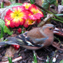 Primrose and Chaffinch ~ February 2008