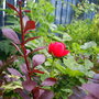 Garden_o7_005