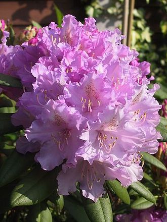 Pink Rhododendron (Rhododendron)
