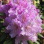 Pink Rhododendron (Rhododendron)
