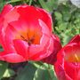 Red Tulip ~ Macro  (Tulip)