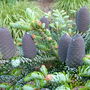 Abies koreana 'Silberlocke' (Abies koreana)