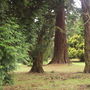 The Arboretum, Camperdown Country Park, Dundee.