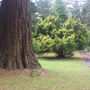 Camperdown House Arboretum