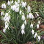 More Galanthus nivalis.