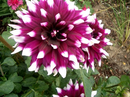 Purple dahlia