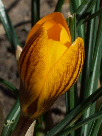 A garden flower photo