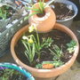 A garden flower photo