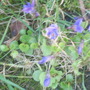 violets