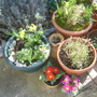 winter pots