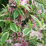 Weigela_variegata