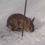 2008-02-16_mr_wabbit
