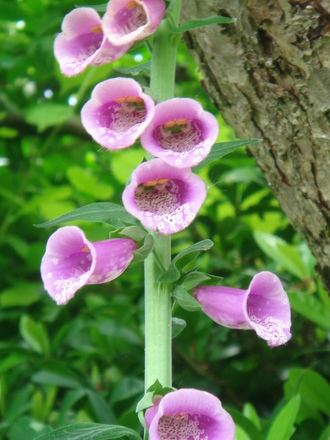 Foxglove close-up (Digitalis purpurea)