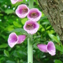 Digitalis purpurea