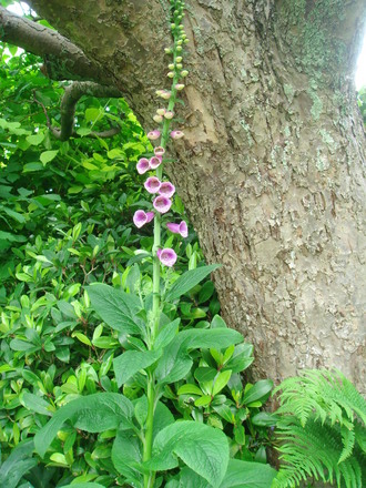 Foxglove beneath the apple tree (Digitalis purpurea)