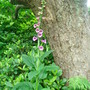 Digitalis purpurea