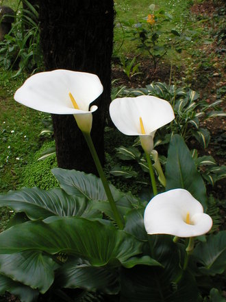 Arum Lily (Zantedeschia aethiopica (Arum lily))