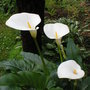 Arum Lily (Zantedeschia aethiopica (Arum lily))