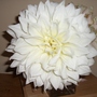 Dahlias_007
