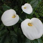 Arum Lily (Zantedeschia aethiopica (Arum lily))