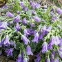 Campanula