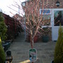 SALIX HAKURO NISHIKI (Salix integra)