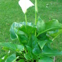Arum Lily - May 2007 (Zantedeschia aethiopica)