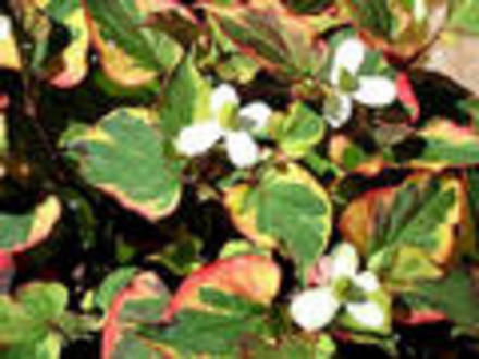 Houttuynia cordata 'Chamaeleon'