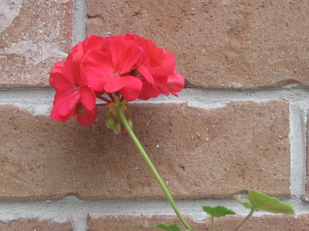 geranium 
