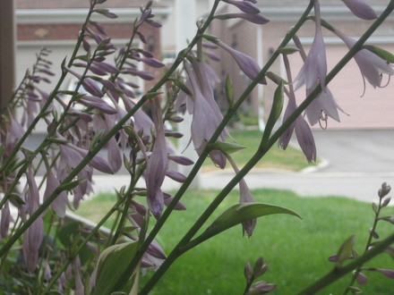 i think this is hosta