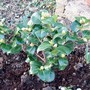 27_2_camelia
