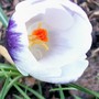 27_2_crocus_2