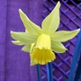 27_2_daff_5